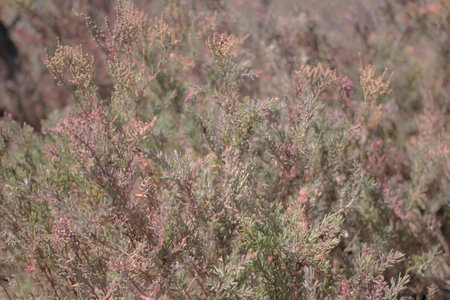 Blurry wild flowersの写真素材