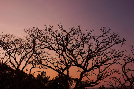 Silhouette trees at dusk with blended colors of purple and orange skyの写真素材