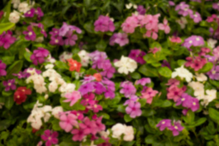 Blurred colorful flowers backgroundの写真素材