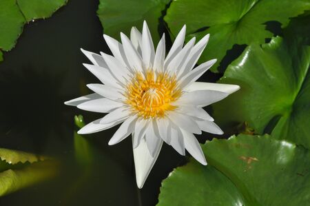 White lotus の写真素材
