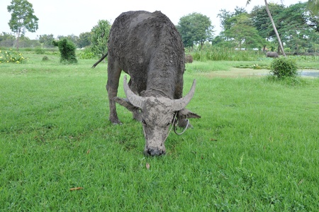 Buffalo 
