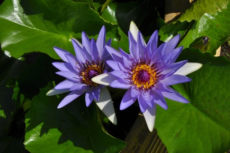 Two Purple lotus.の写真素材