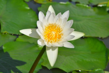White lotus flower.の写真素材