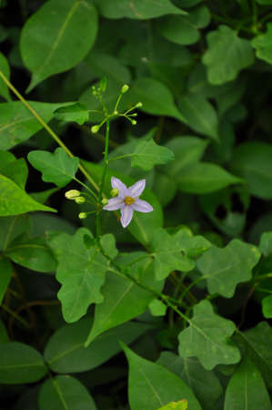 Purple flower.の写真素材