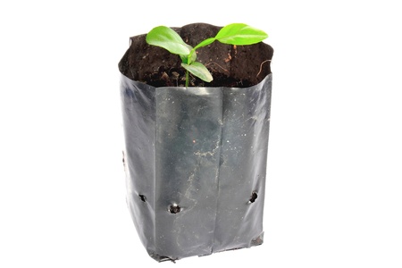 small green plant  の写真素材