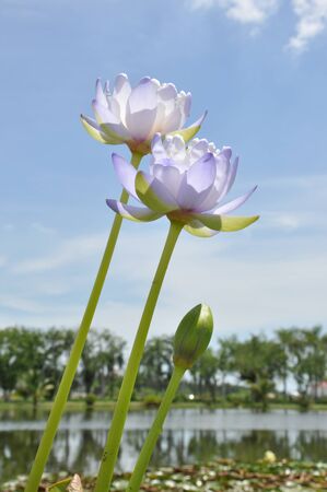 Lotus flowerの写真素材