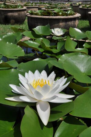 White lotus flower の写真素材