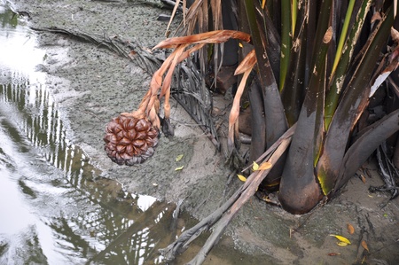 Mangrove forest  Tropical mangrove fruit from Thailand の写真素材