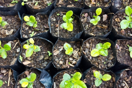 small green plant  の写真素材