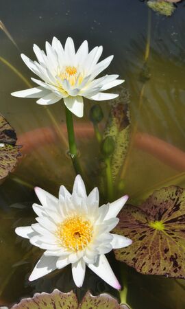 White lotus flower の写真素材