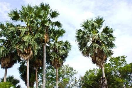 Toddy palm in Thailandの写真素材