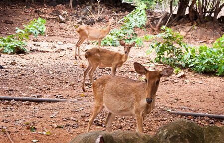 Deerの写真素材