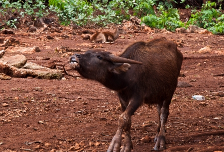 Buffaloの写真素材