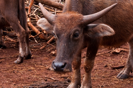 Buffaloの写真素材