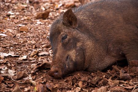 Boar