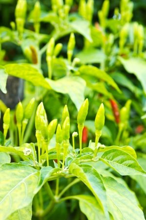 chili pepper on the plantの写真素材