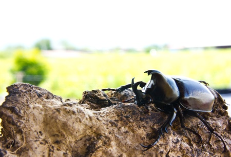 bug on Branchの写真素材