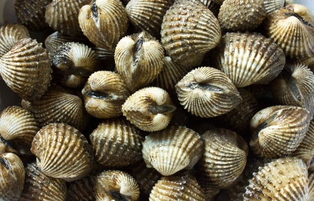 cockle