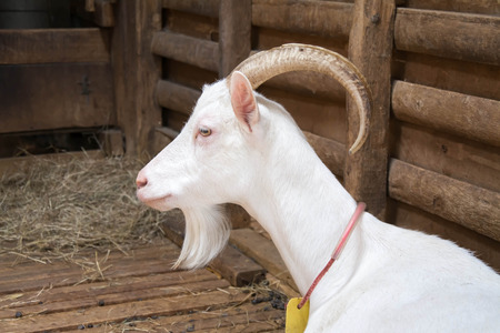 goat