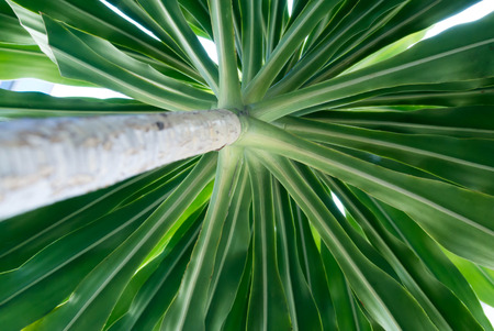 house plant