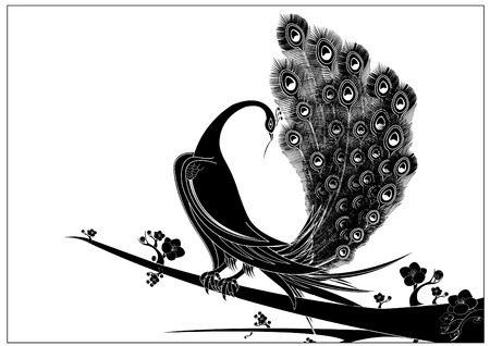 black peacockのイラスト素材