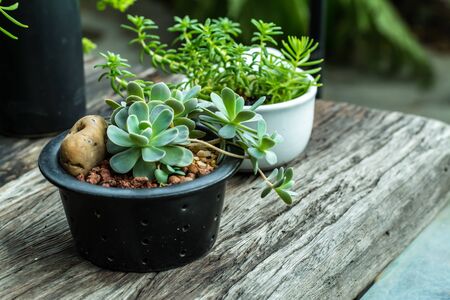 Small garden in the houseの写真素材