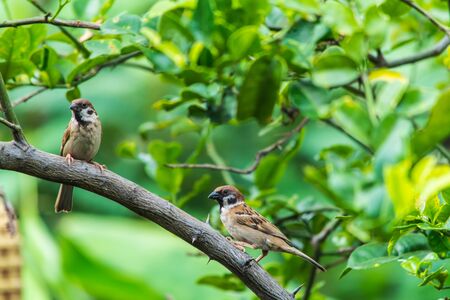 Sparrow on the treeの写真素材