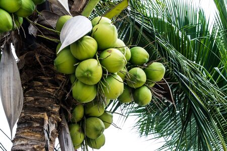 Coconut on the treeの写真素材