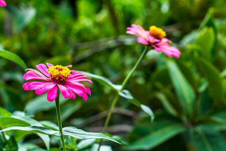 Small garden in the houseの写真素材