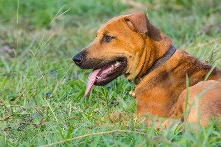 Rhodesian Ridgeback dog lying on green grass in the parkの写真素材