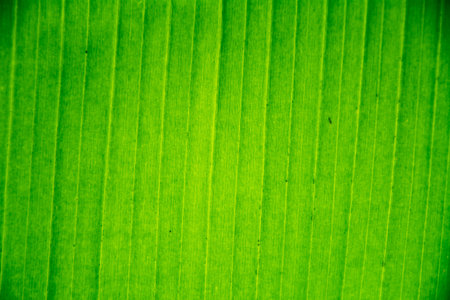 Green banana leaf texture background. Close-up of banana leaf.