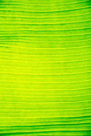 Green banana leaf background. Closeup of green banana leaf texture.の写真素材