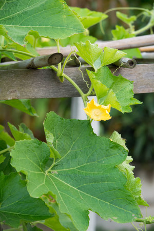 cucumber plant with yellow flower growing in garden, stock photoの写真素材