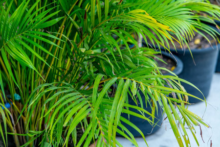 Green palm leaves in the garden. Selective focus. nature.の写真素材