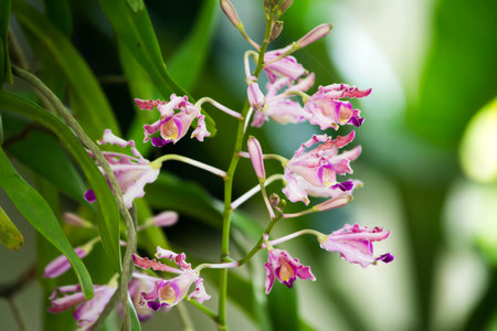 Beautiful pink orchid flower in the garden. Natural background.の写真素材