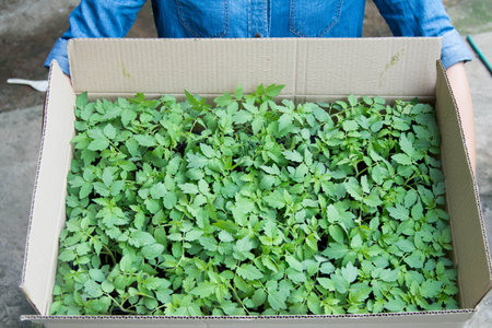 Farmer holding seedlings of parsley in a cardboard box.の写真素材