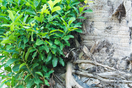 Close up of green tree with root and leaf in the garden.の写真素材