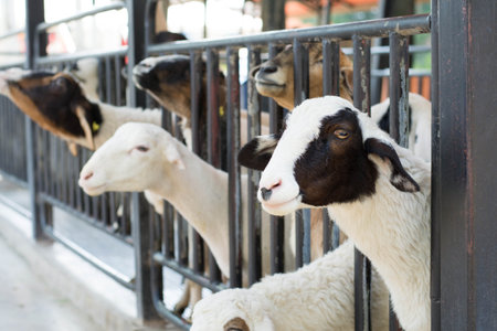 Sheep in the cage at the animal farm,Thailand.の写真素材