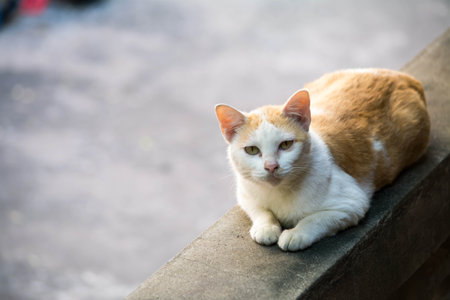 Cute cat sitting on concrete wall in the city, Thailand.の写真素材