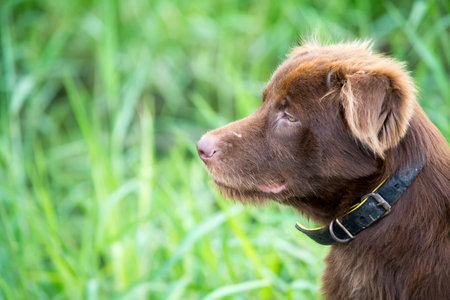 Portrait of a brown dog on green grass background with copy spaceの写真素材