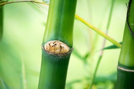 Bamboo shoots in the forest, close-up, selective focusの写真素材