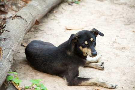 Black dog lying on the ground and looking at the camera, Thailand.の写真素材