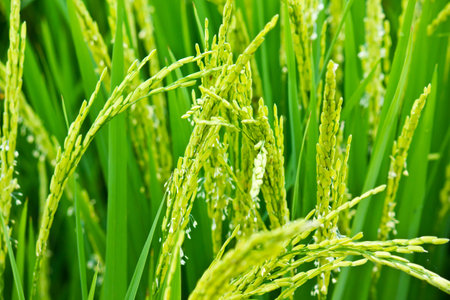 Close up of rice plant in rice field with water drops, Thailand.の写真素材