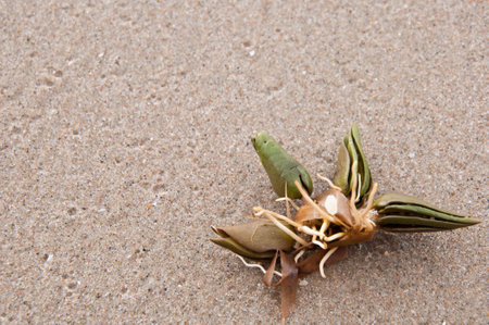 Close-up of a small plant on the sand with copy spaceの写真素材