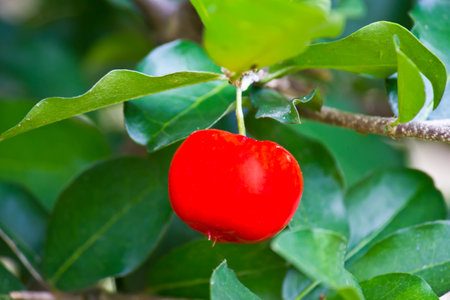Acerola cherry fruit on the tree in the garden, Thailand.の写真素材