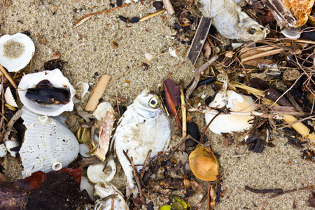 Garbage on the beach, pollution of the ocean, environmental conceptの写真素材