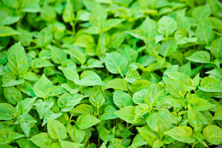 Pepper seedlings in vegetable garden, Thailand. Close up.