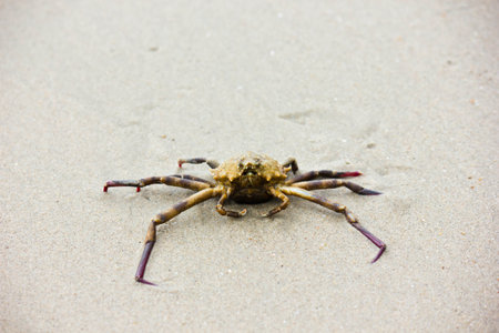 Crab on the beach of Koh Samui, Thailand. Selective focus.の写真素材