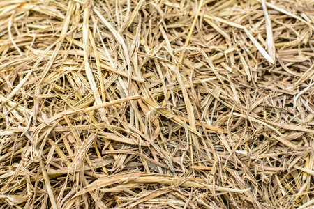 Dry straw background. Close up of dry grass texture for background.の写真素材