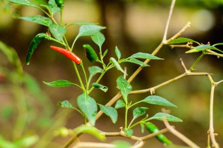 Red chili pepper on tree, Thailand. (Selective focus)の写真素材